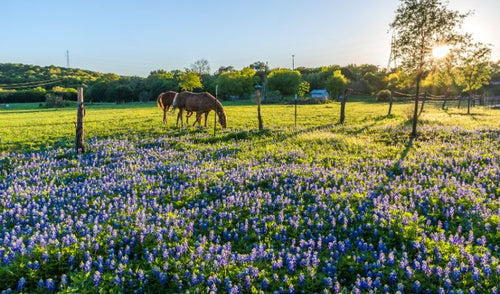 Spring Grazing: Top Tips for Nourishing Your Horse as Seasons Change