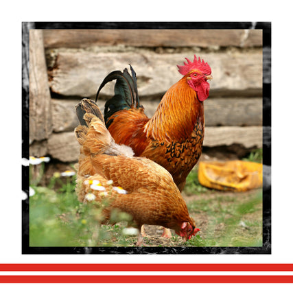 Poultry Feed & Suppliespoultry feed & supplies